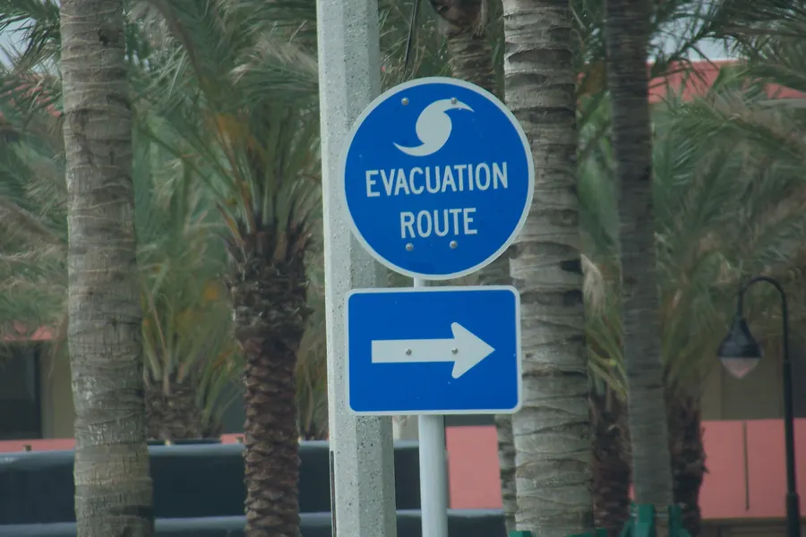 A blue hurricane evacuation route sign with an arrow, among palm trunks