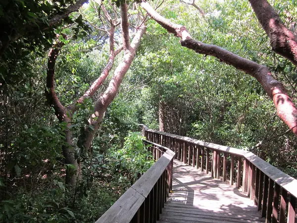 The boardwalk through the mangroves at Gumbo Limbo Nature Center